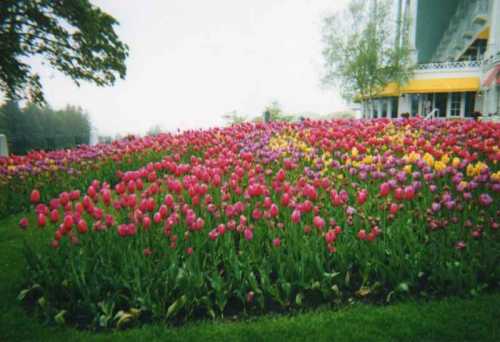 b2ap3_thumbnail_Mackinac-Tulips.jpg