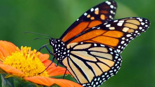 b2ap3_thumbnail_monarch-butterfly-orange-flower.ngsversion.1396530843192.jpg