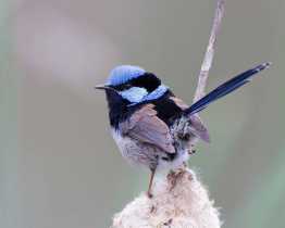 FAIRY-WREN: Discover the Deeper Truth
